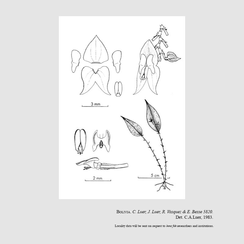 Lepanthes doloma
